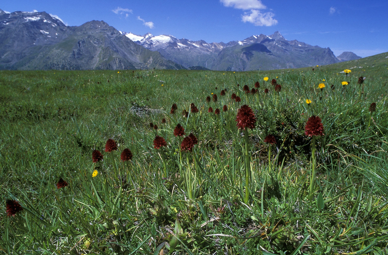 Photo Maurizio Broglio - Nigritella rhellicani